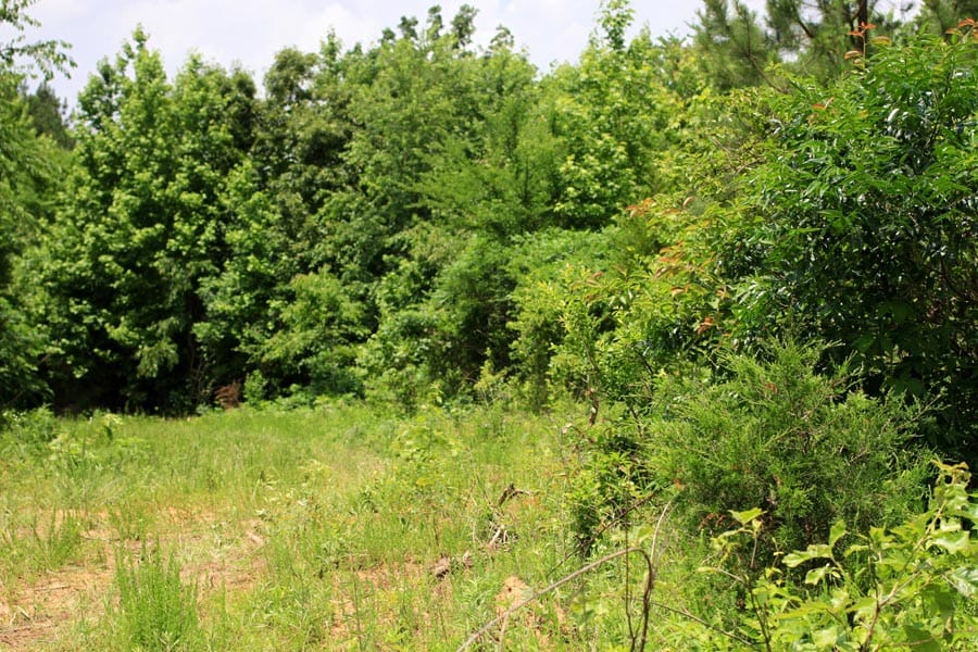 Bluebird Ranch Tract 14 photo 2