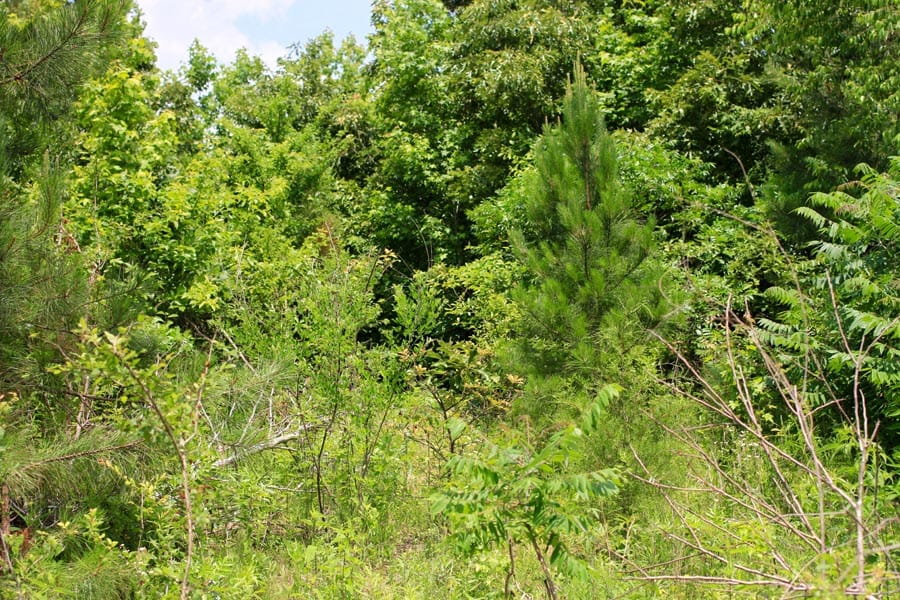 Bluebird Ranch Tract 14 photo 4