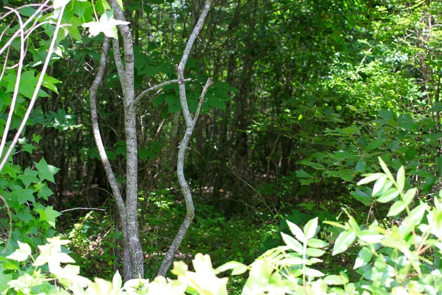 Bluebird Ranch Tract 14 photo 3