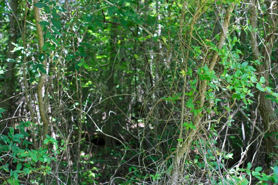Bluebird Ranch Tract 14 photo 6