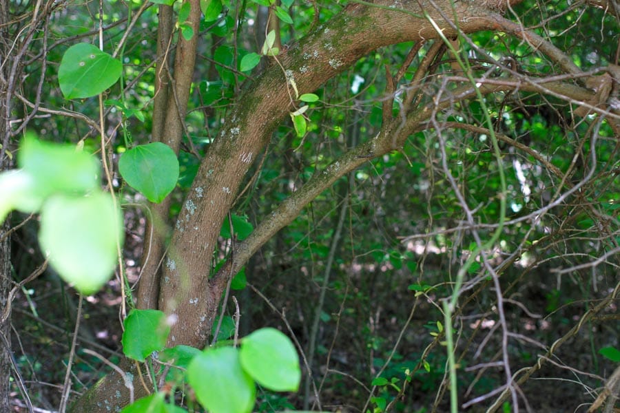Bluebird Ranch Tract 14 photo 8