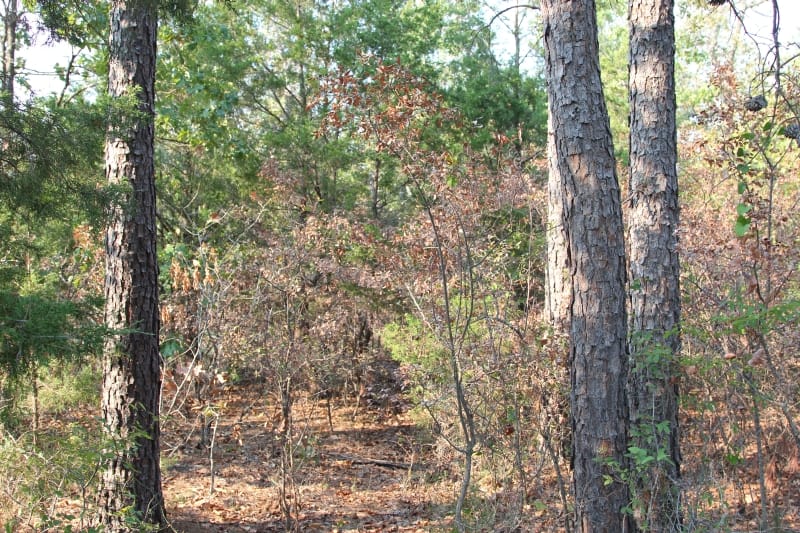 Lake View Ranch Tract 17 photo 1