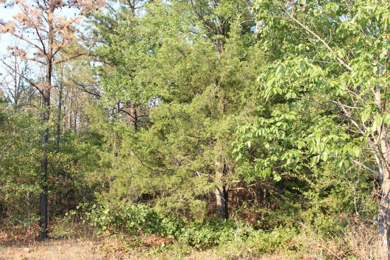 Lake View Ranch Tract 17 photo 5