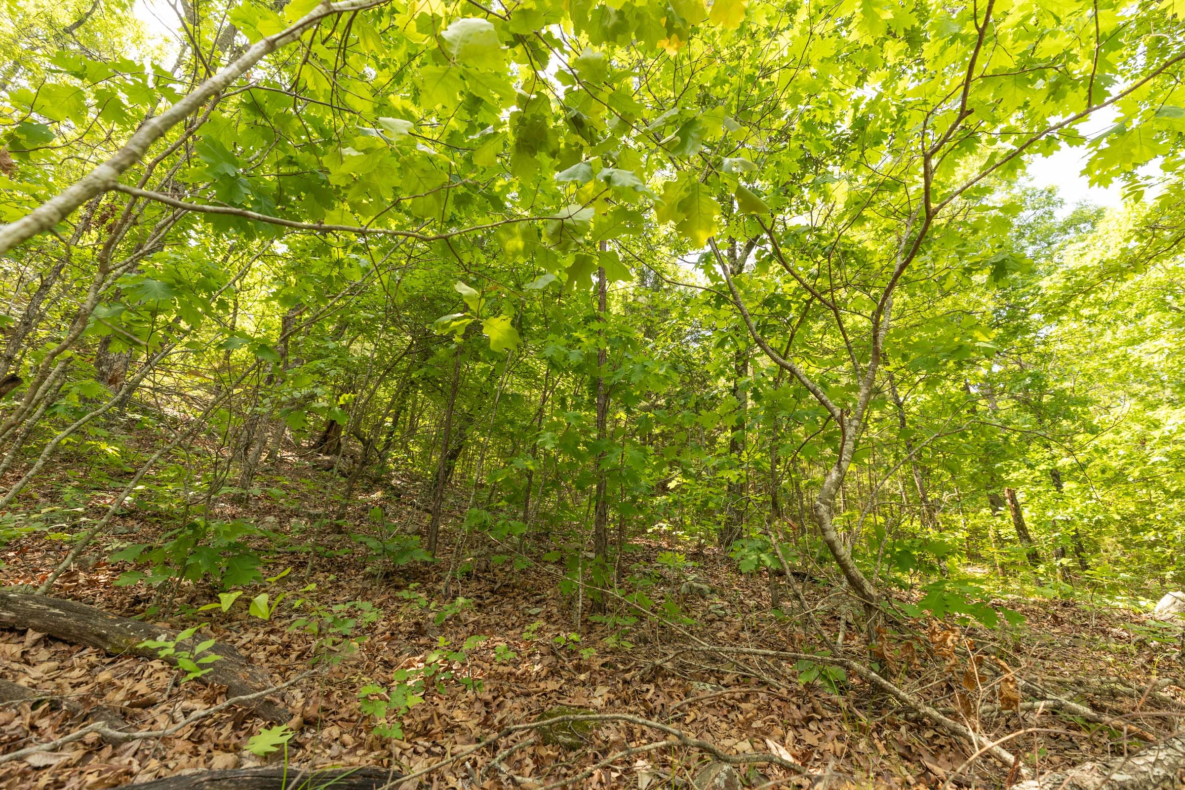 Stone Bridge Reserve Tract 32 photo 14