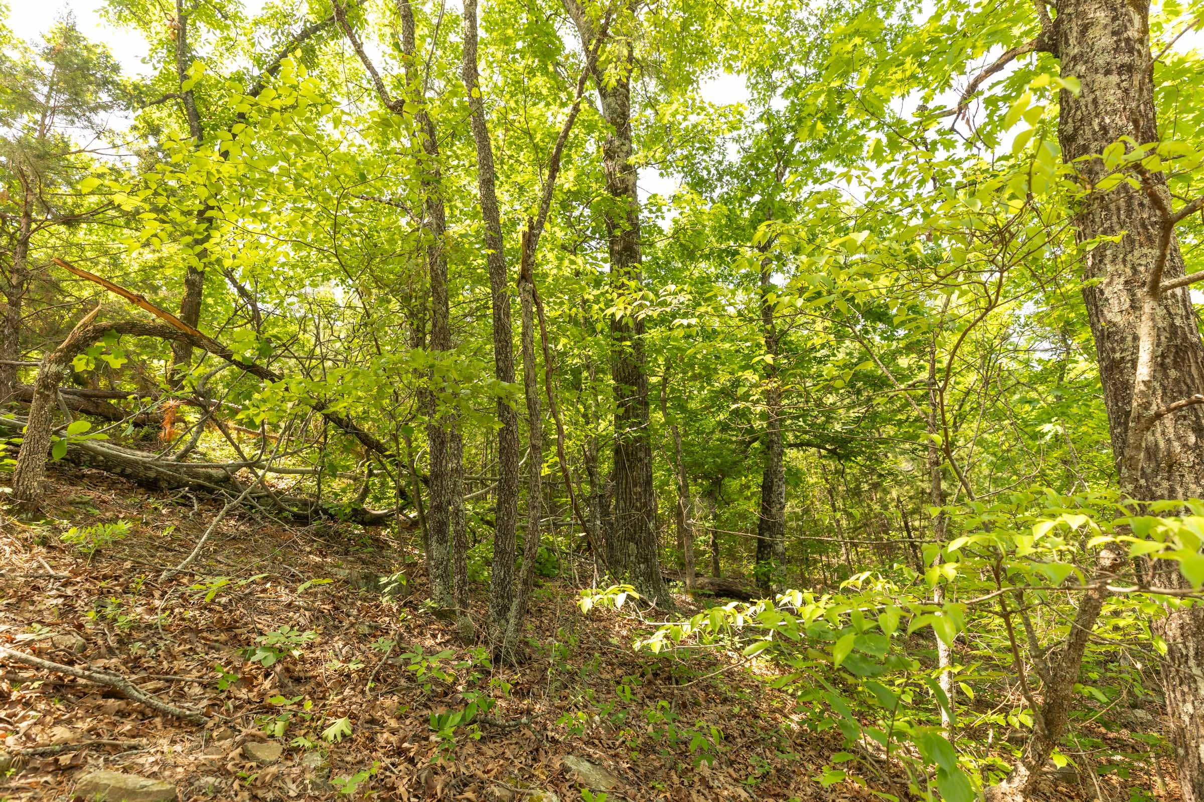 Stone Bridge Reserve Tract 32 photo 12