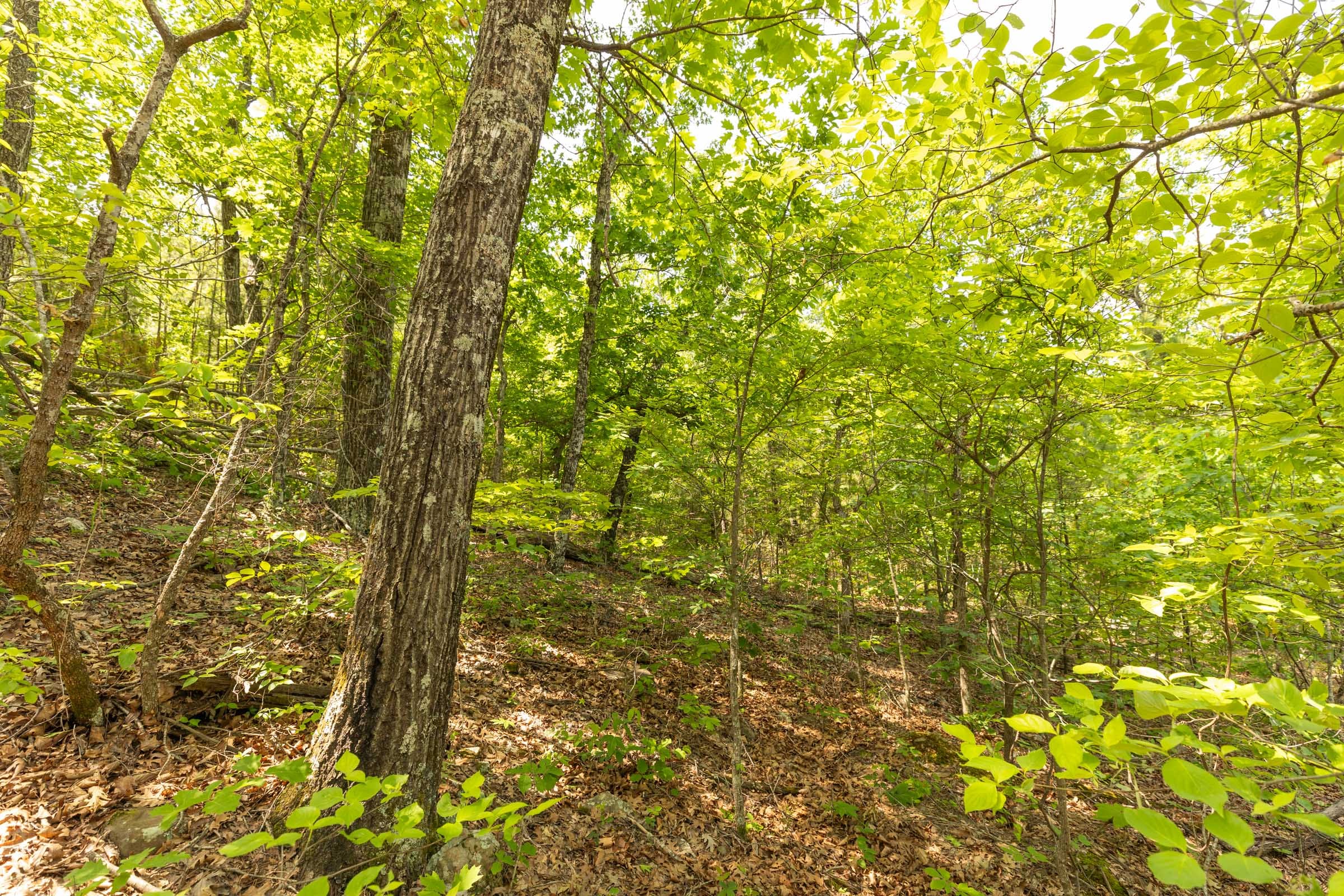 Stone Bridge Reserve Tract 32 photo 11