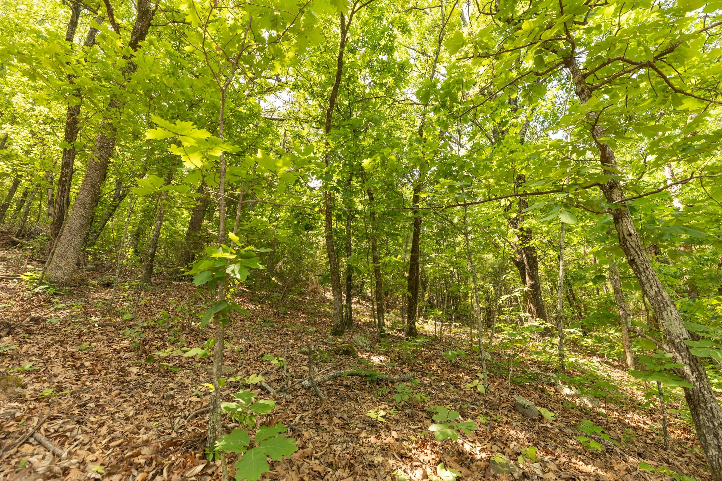 Stone Bridge Reserve Tract 32 photo 8