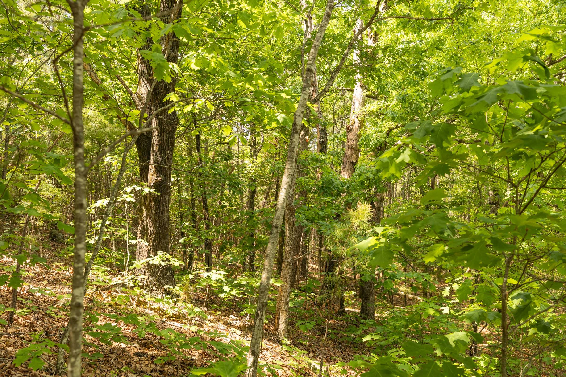Stone Bridge Reserve Tract 32 photo 6
