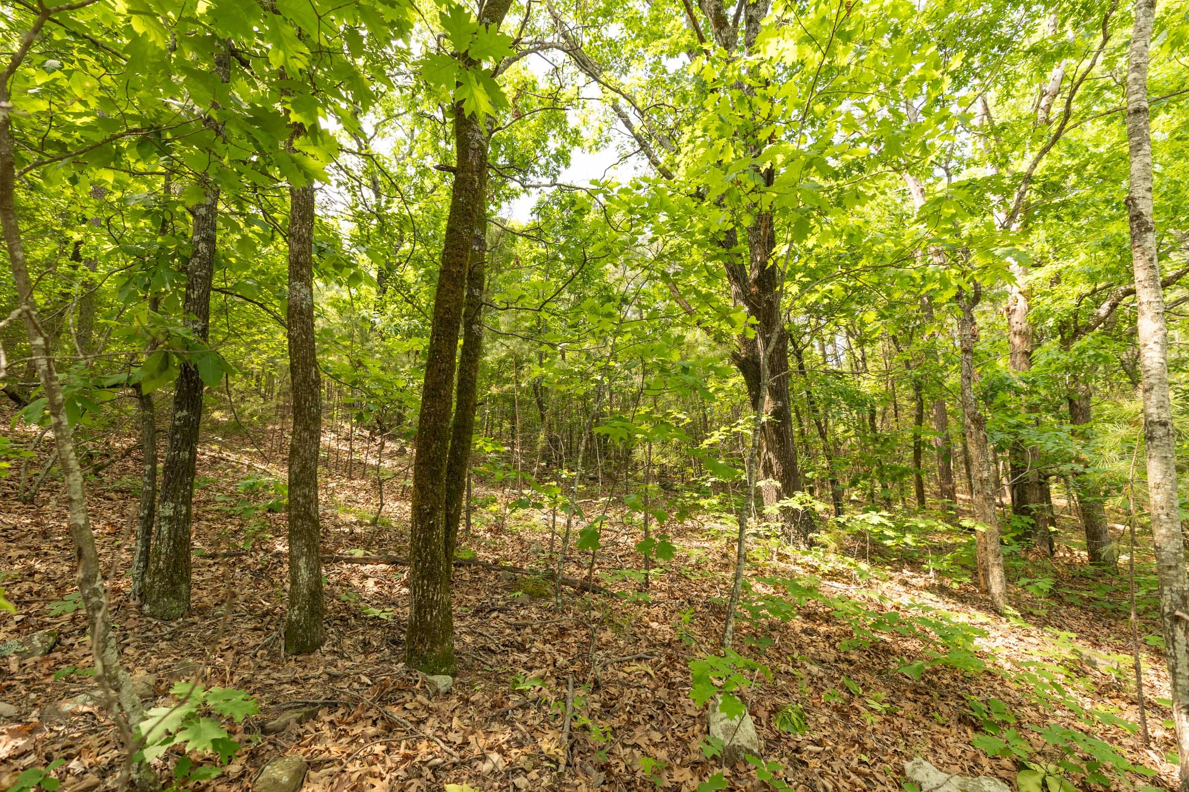 Stone Bridge Reserve Tract 32 photo 5
