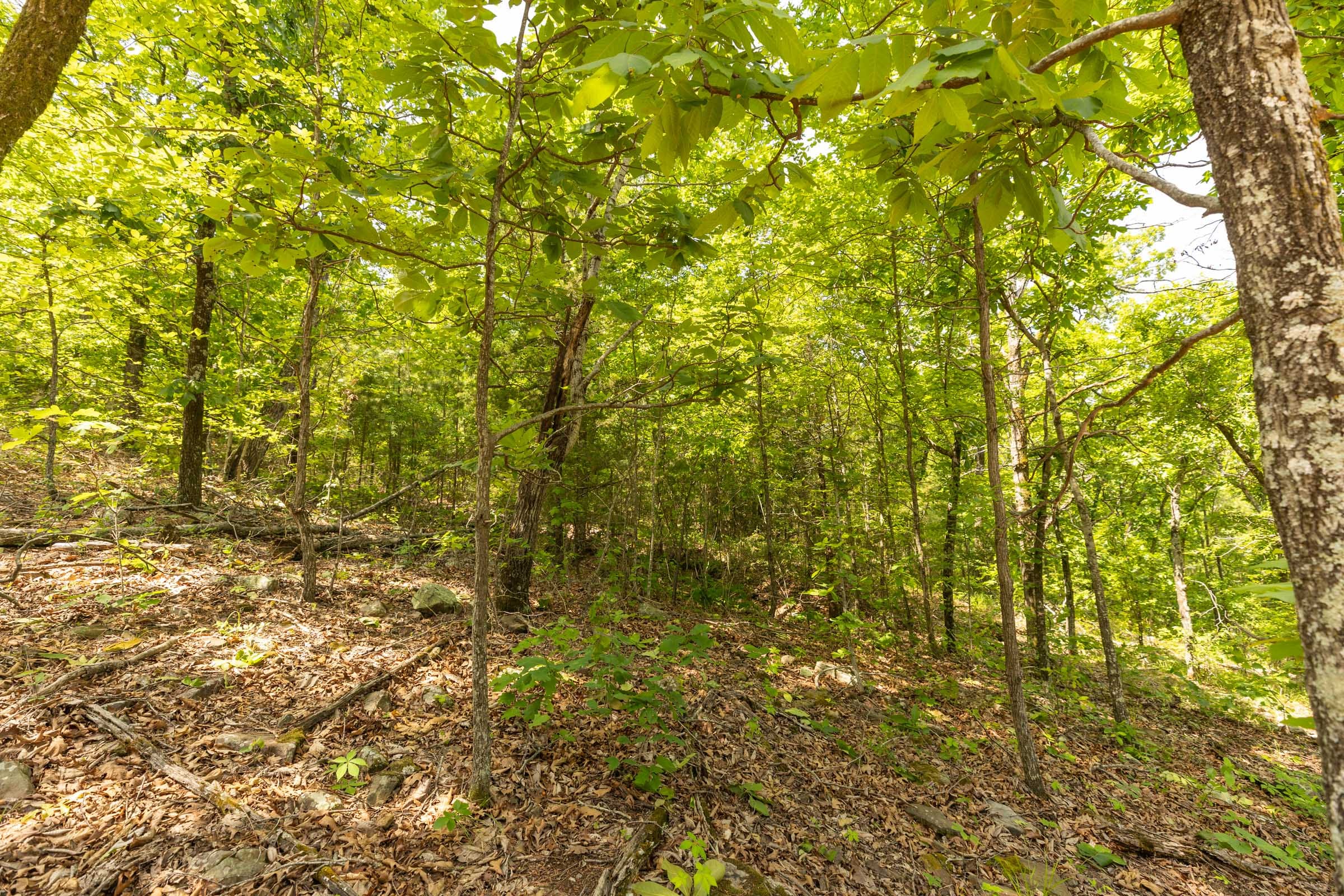 Stone Bridge Reserve Tract 32 photo 4
