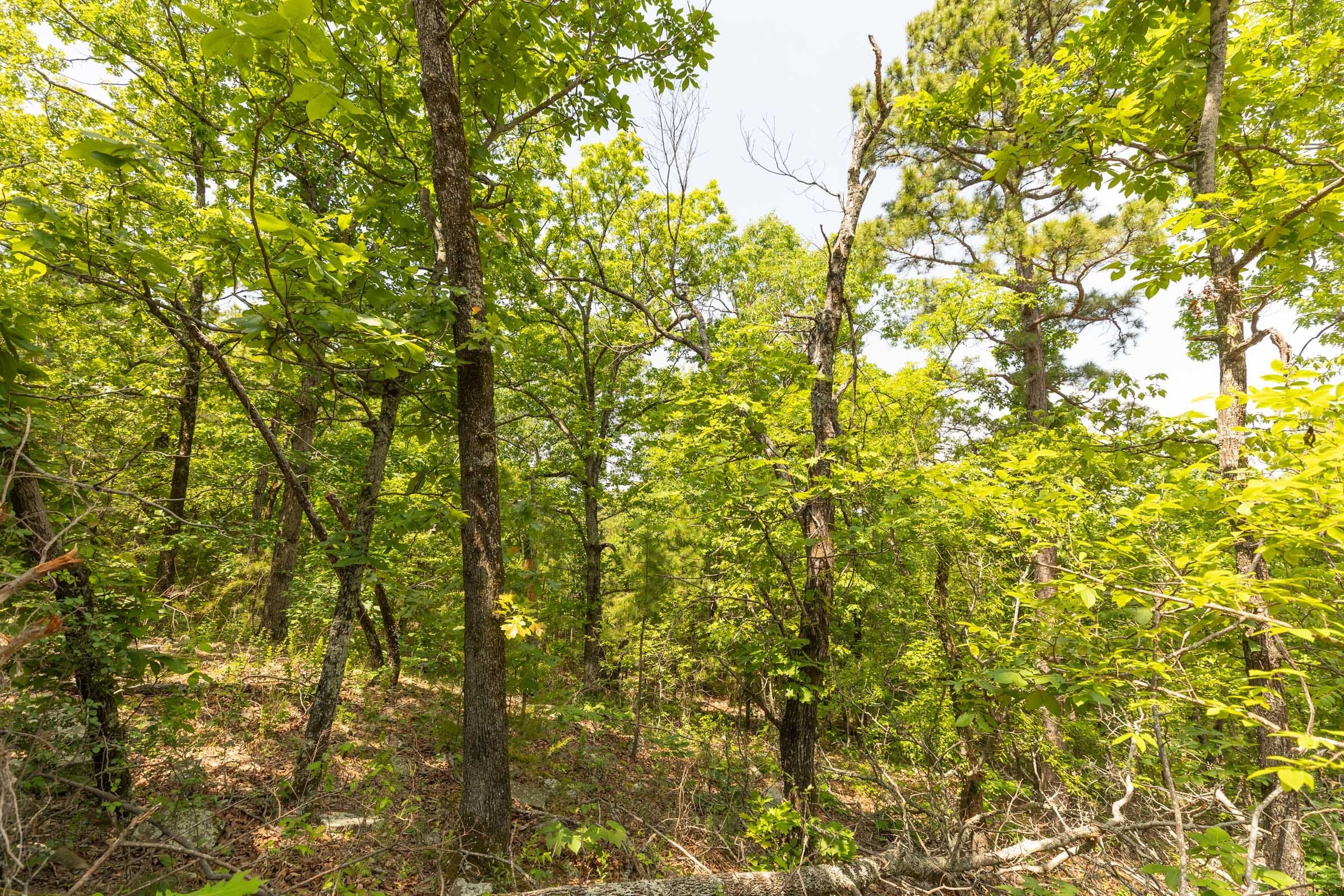 Stone Bridge Reserve Tract 32 photo 13
