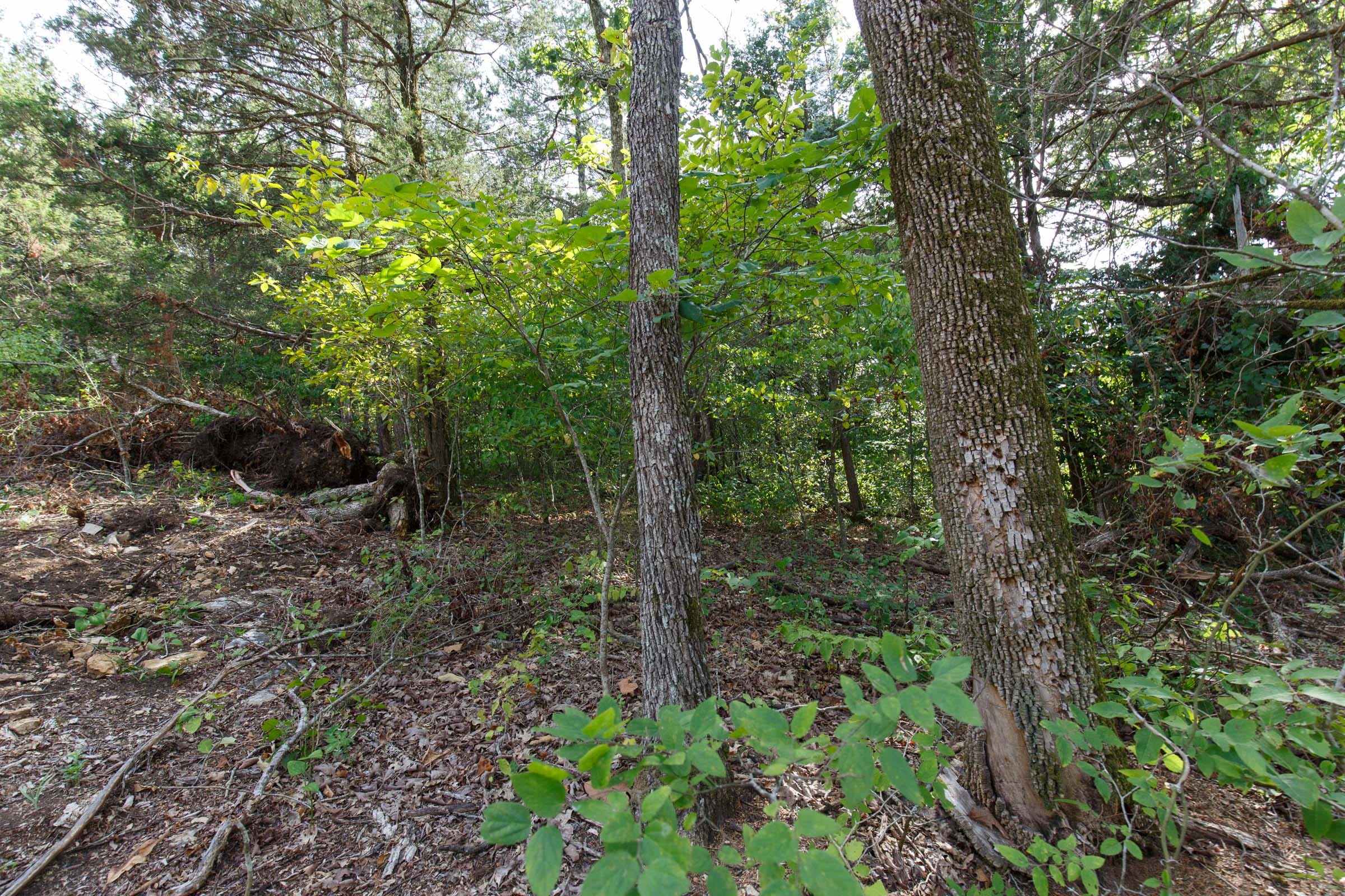 Wildwood Tract 30 photo 3