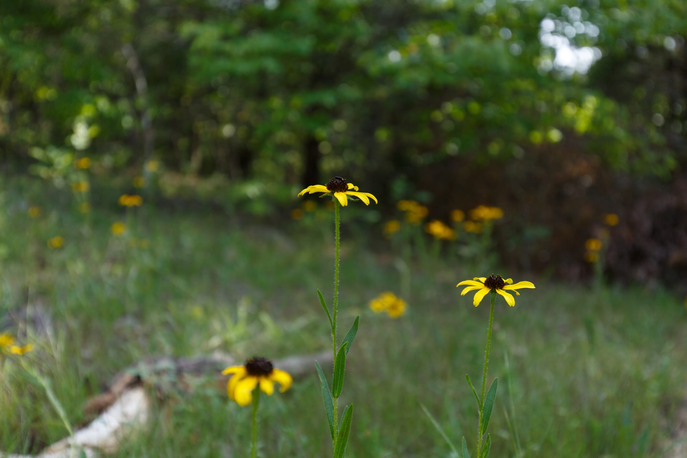 Wildwood Tract 30 photo 9