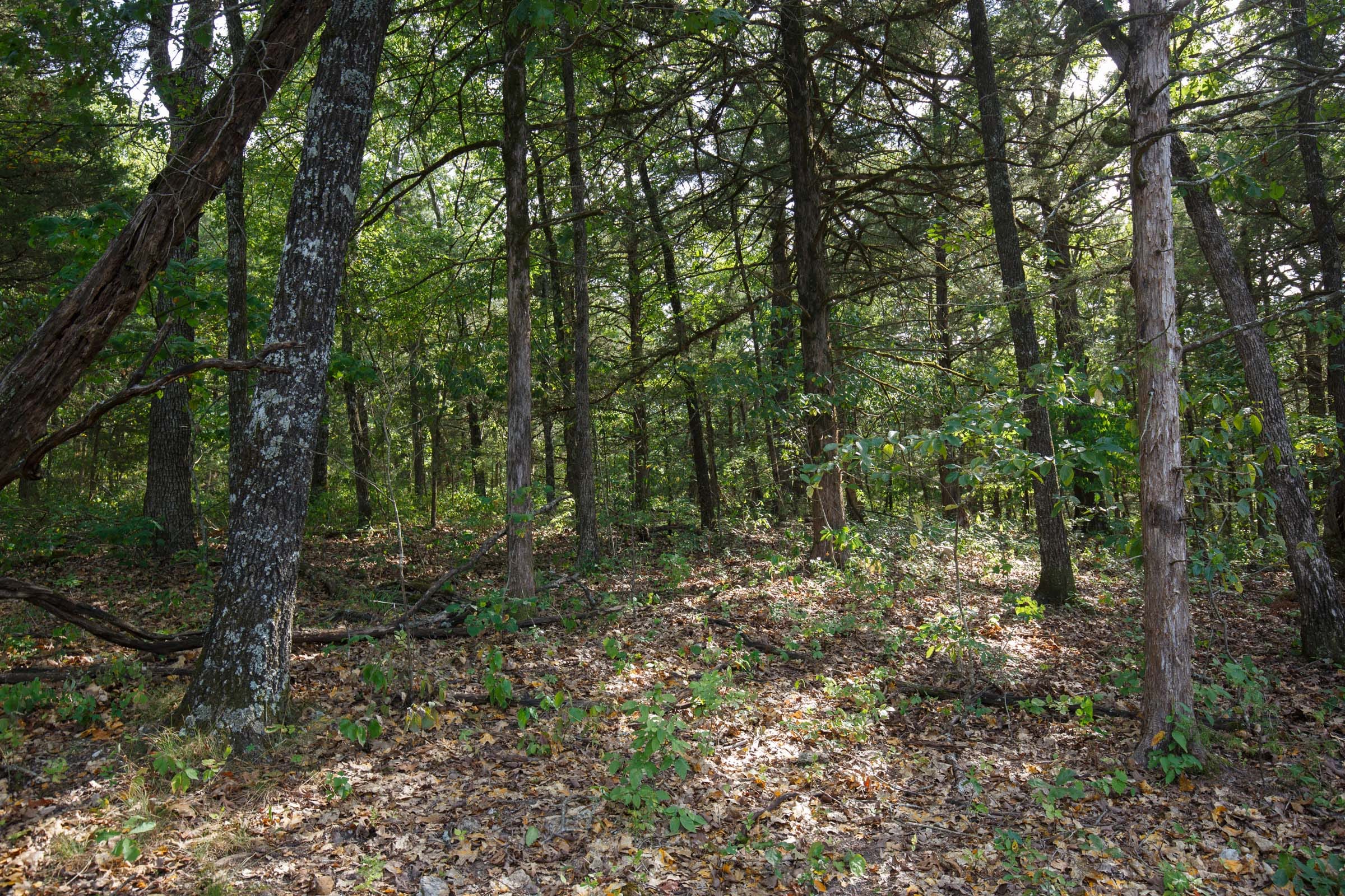 Wildwood Tract 30 photo 8
