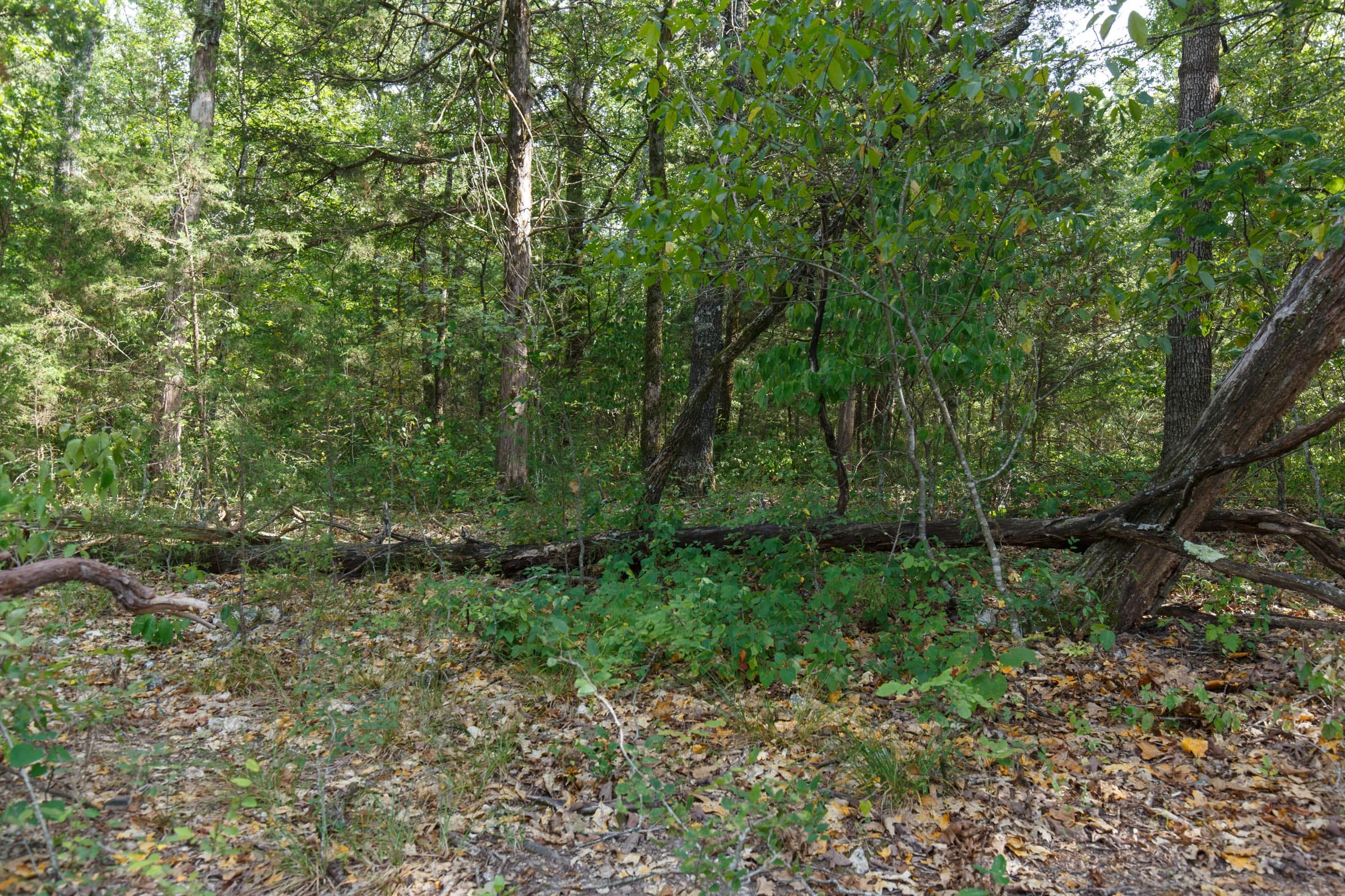 Wildwood Tract 30 photo 10