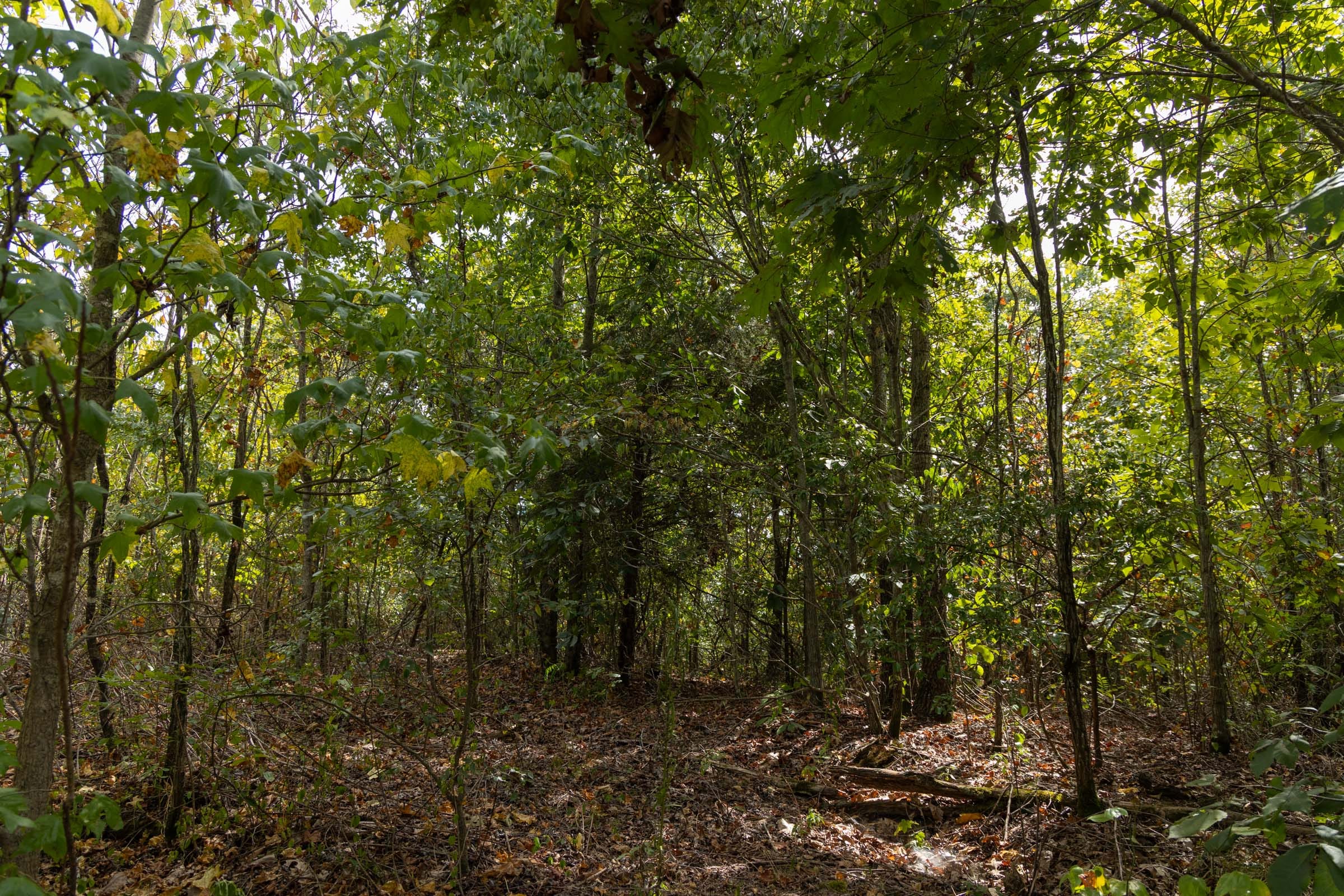 Big White Oak Tract 147 photo 8