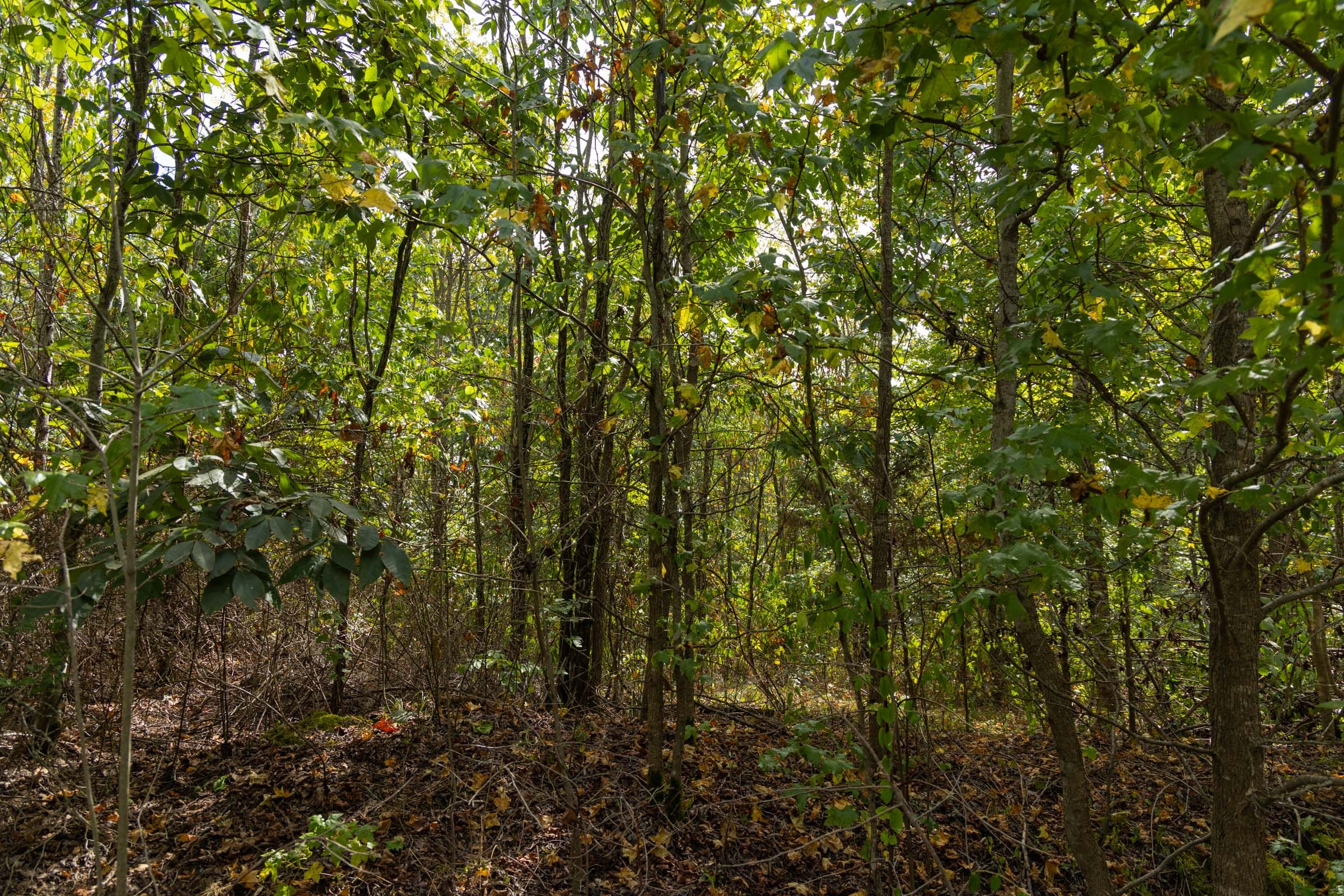 Big White Oak Tract 147 photo 7