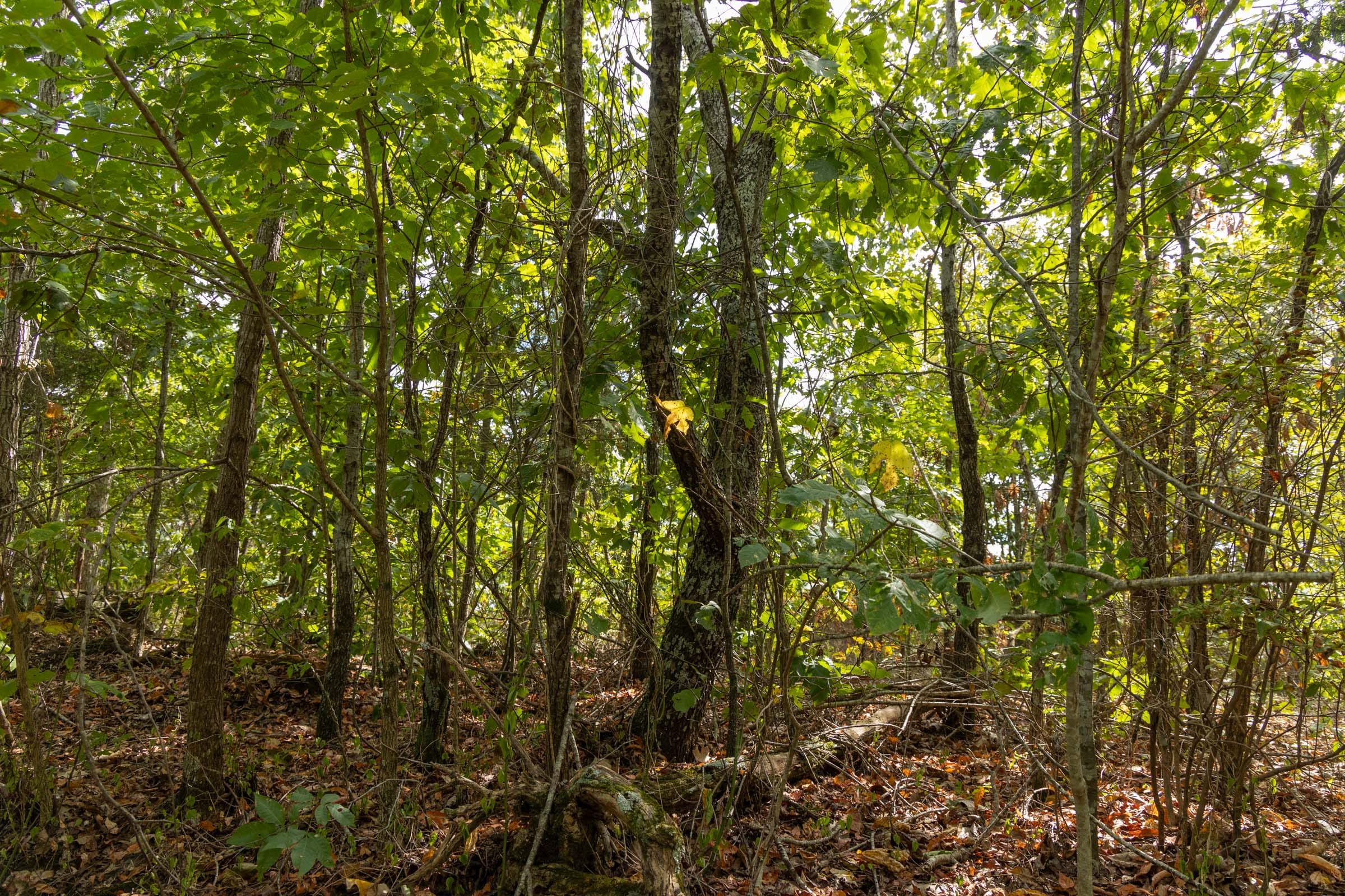 Big White Oak Tract 147 photo 6