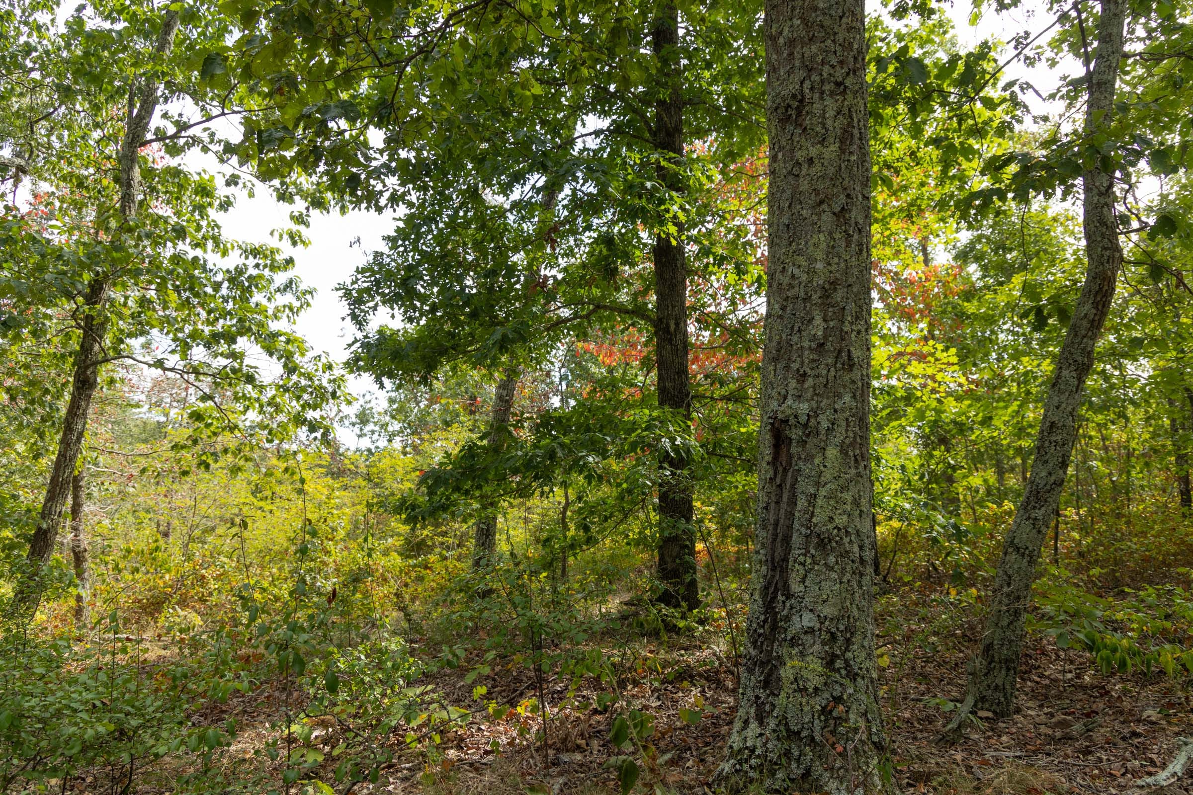 Big White Oak Tract 147 photo 4
