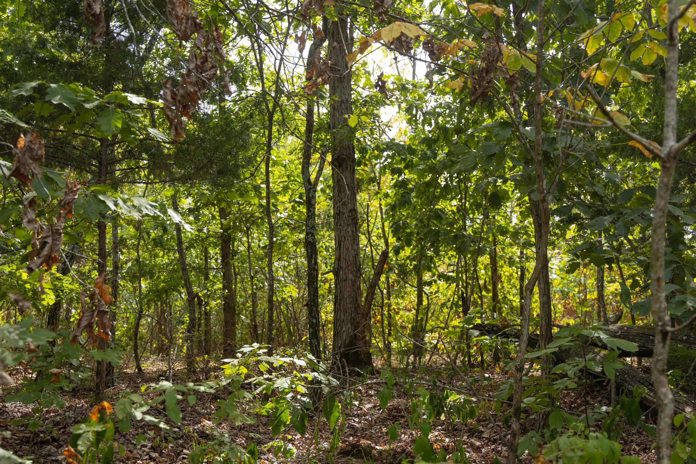 Big White Oak Tract 147 photo 3