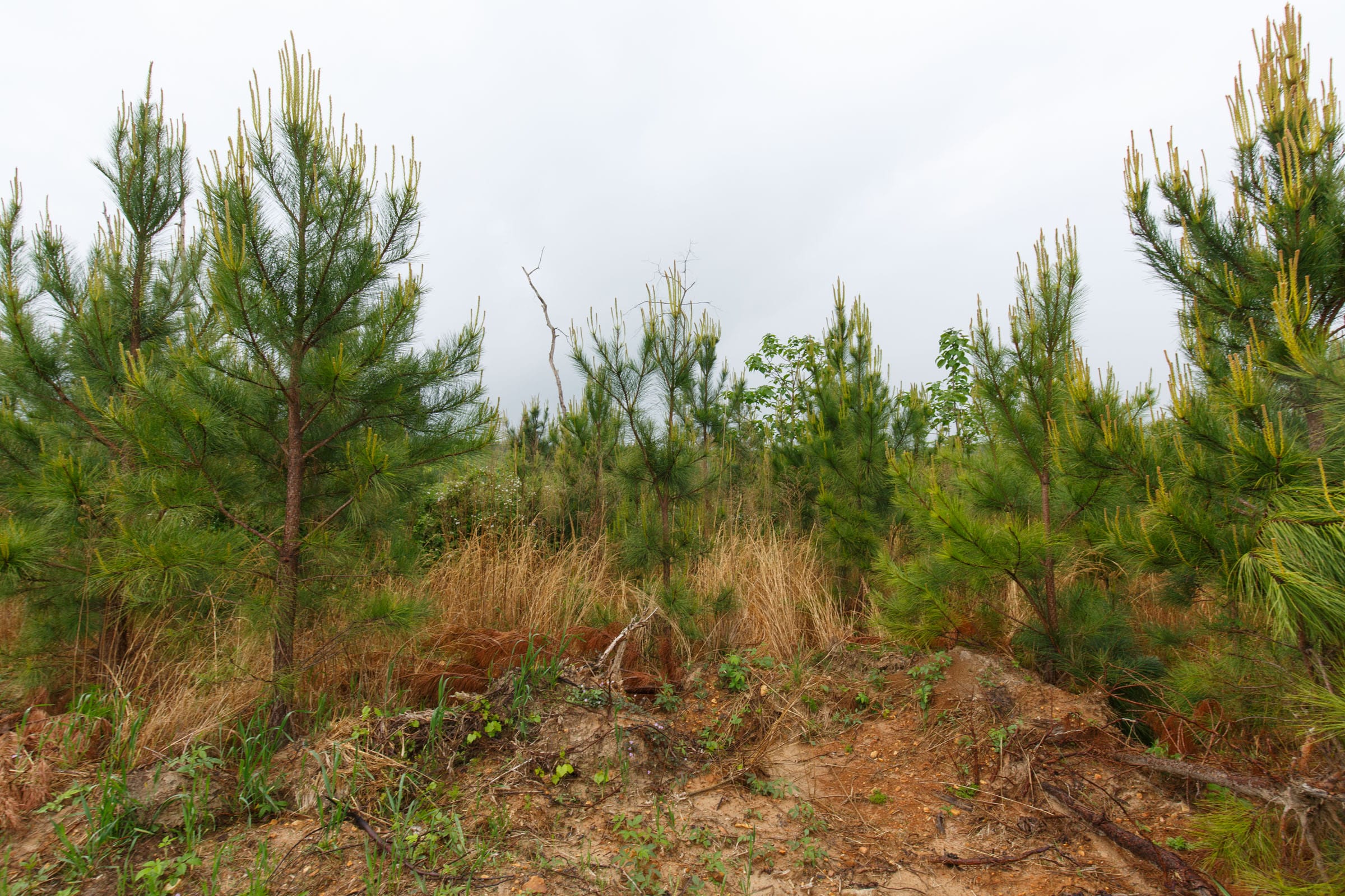 Red Barn Ranch Tract 33 photo 3