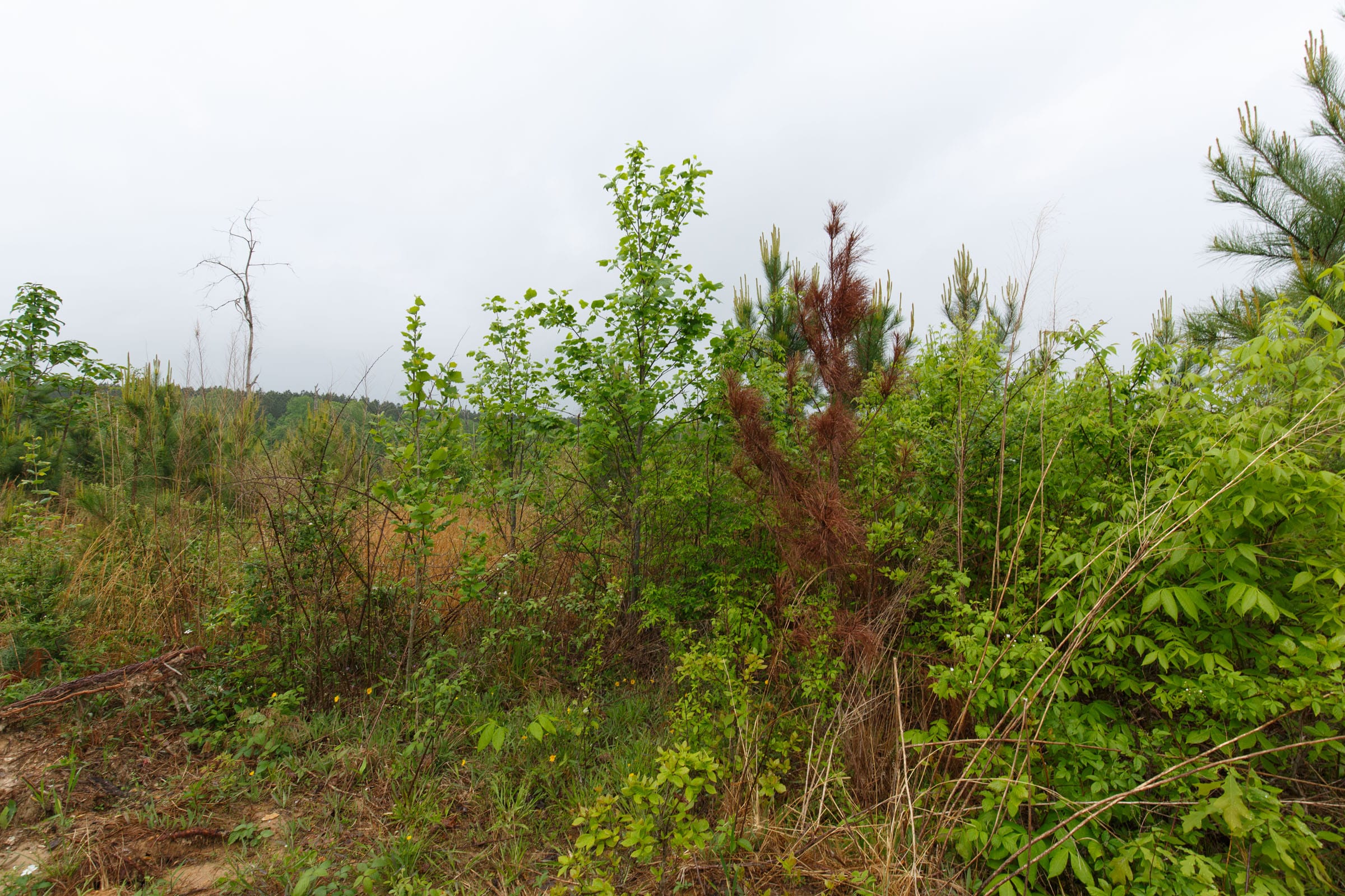 Red Barn Ranch Tract 33 photo 6