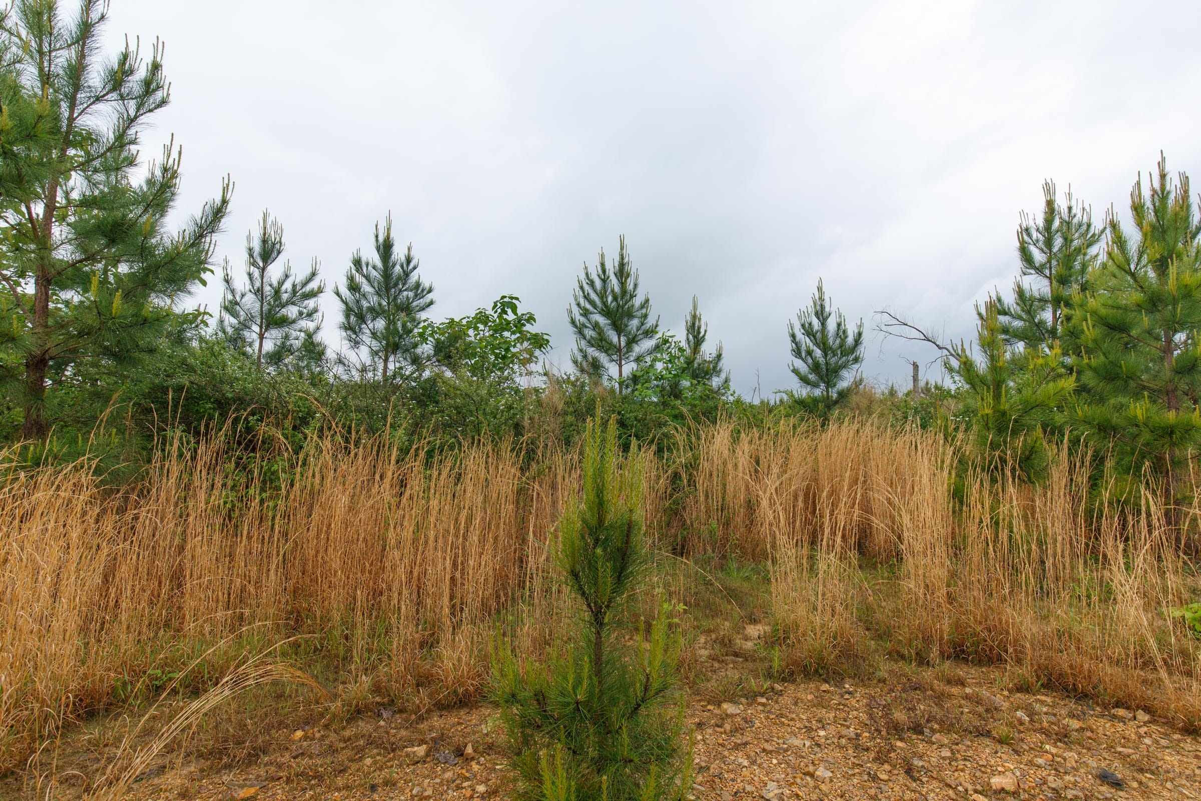 Red Barn Ranch Tract 33 photo 7