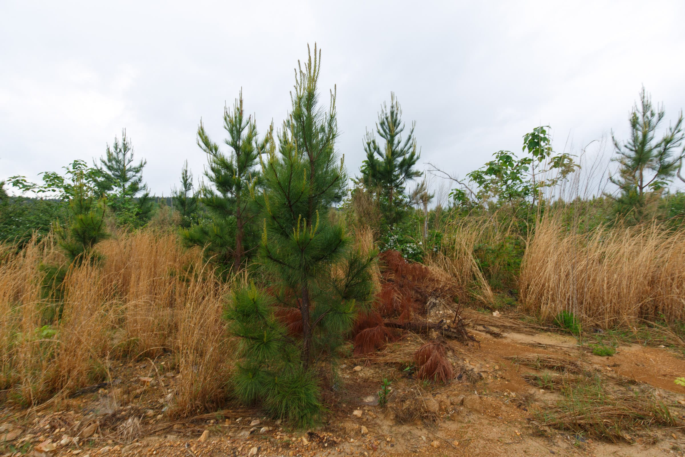 Red Barn Ranch Tract 33 photo 8