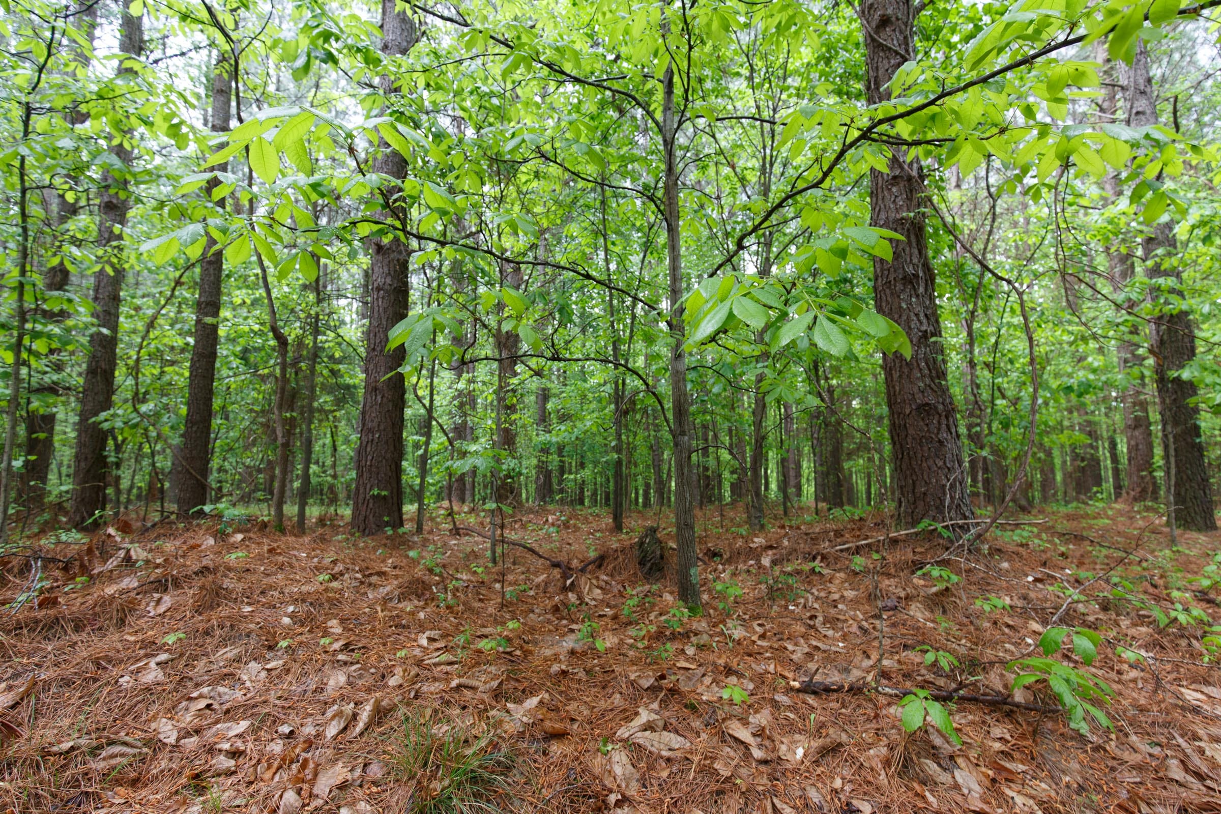 Red Barn Ranch Tract 33 photo 12