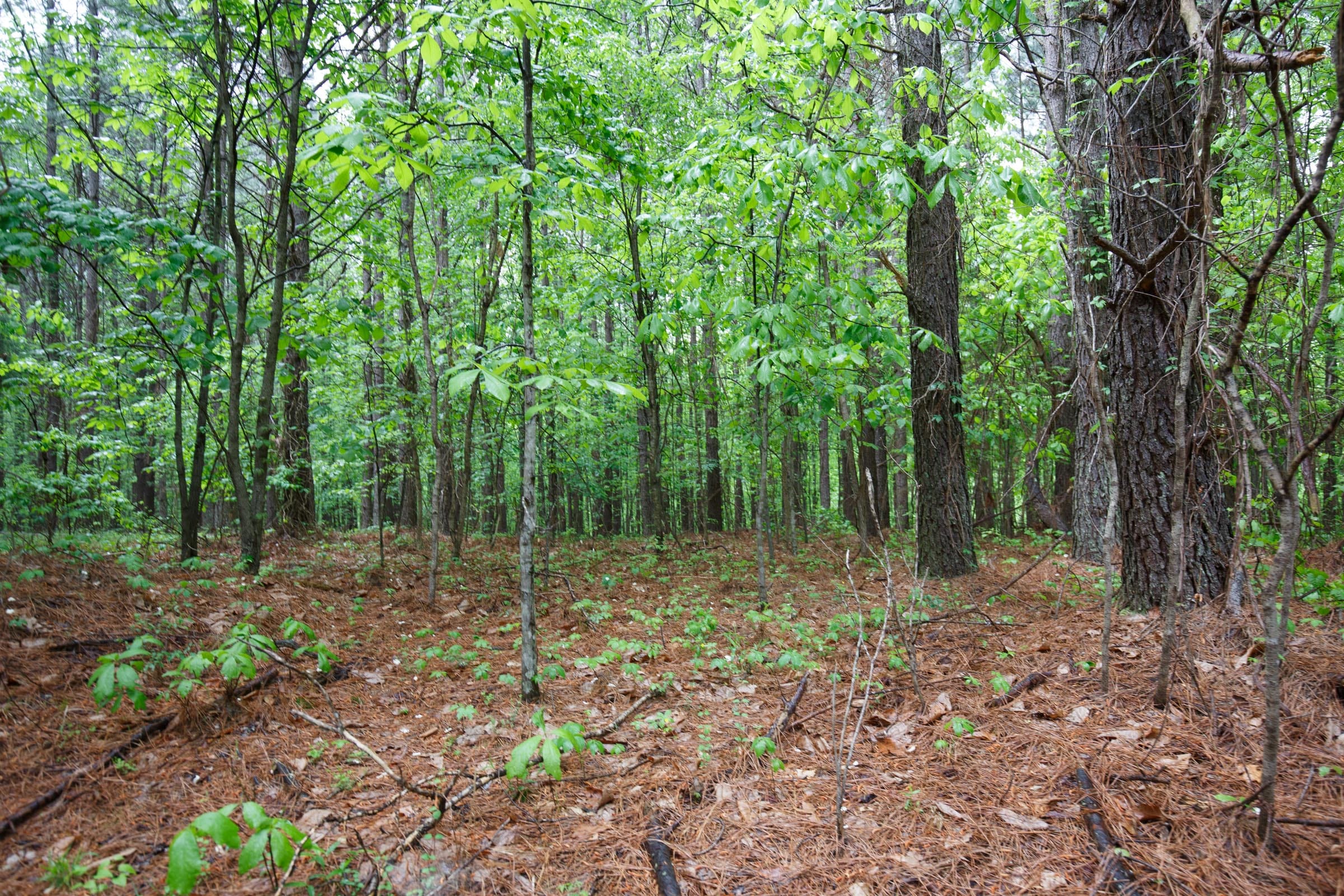Red Barn Ranch Tract 33 photo 14