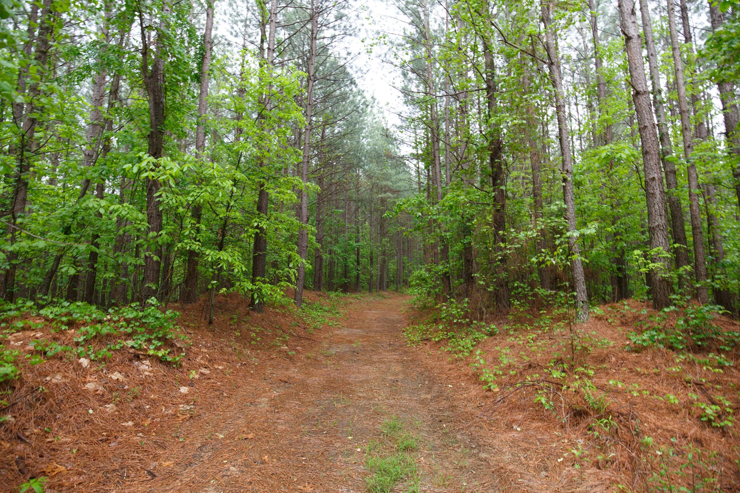 Red Barn Ranch Tract 33 photo 13