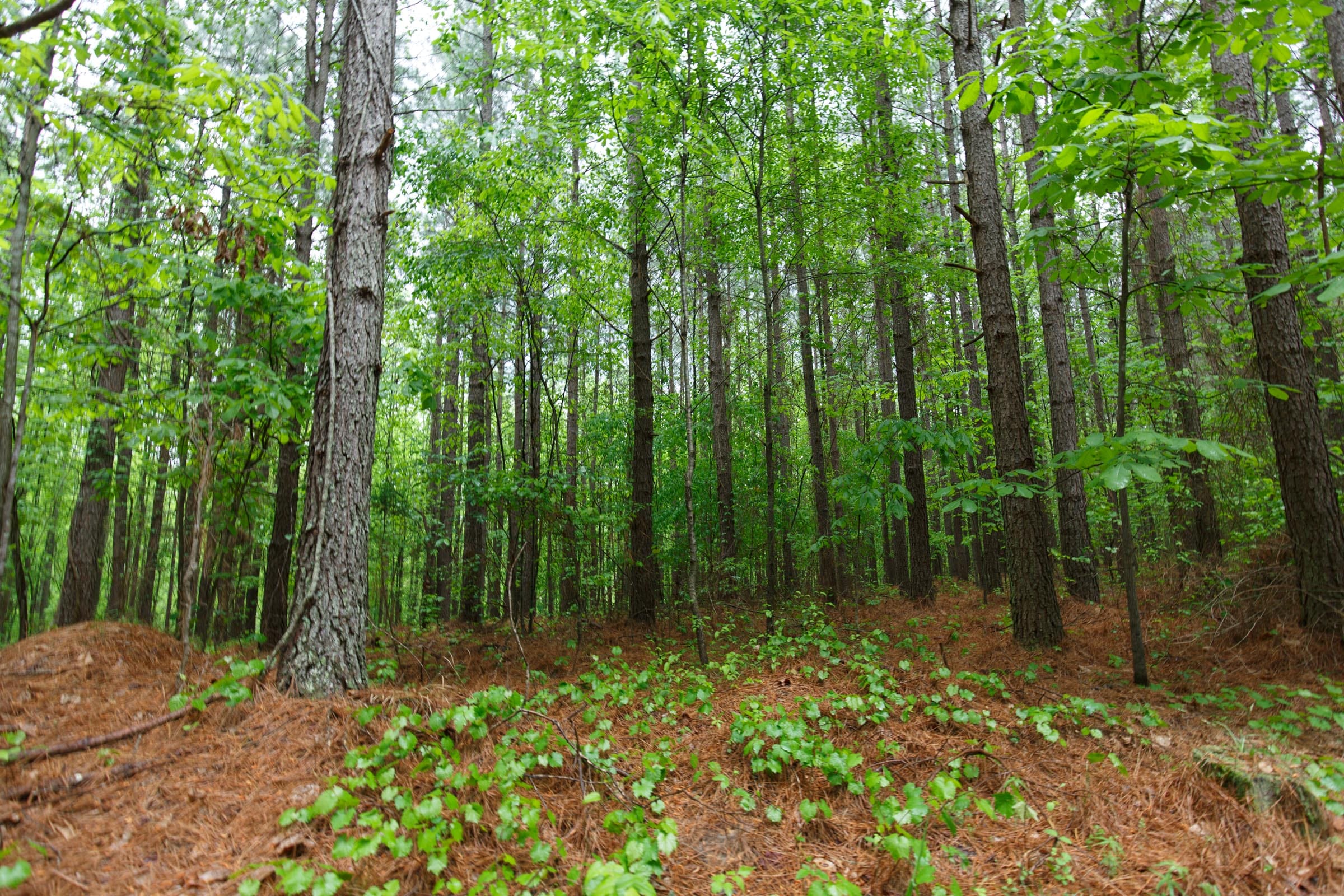Red Barn Ranch Tract 33 photo 11
