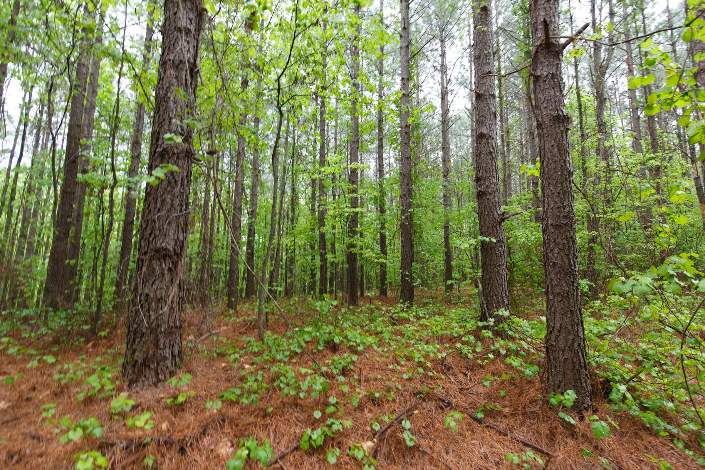 Red Barn Ranch Tract 33 photo 15