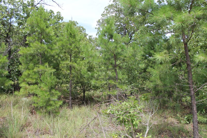 Trophy Ridge Phase III Tract 35 photo 2