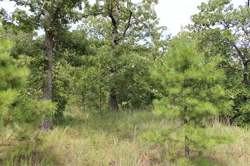 Trophy Ridge Phase III Tract 35 photo 3