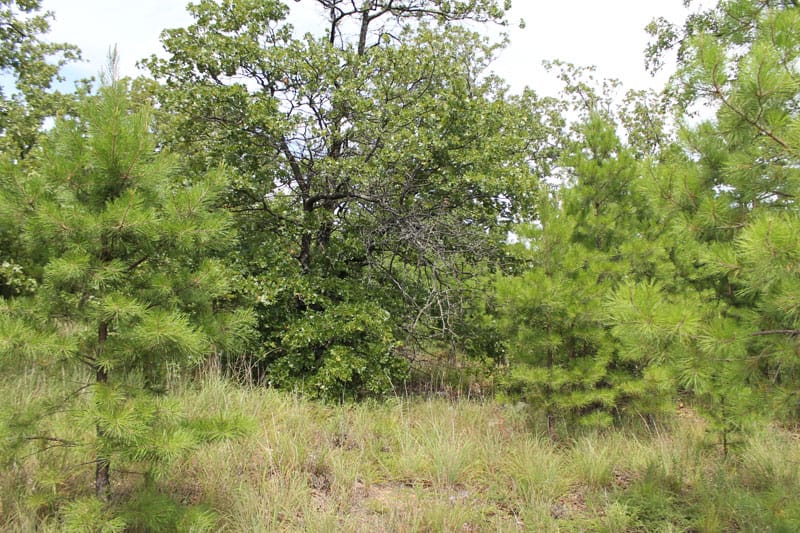 Trophy Ridge Phase III Tract 35 photo 4