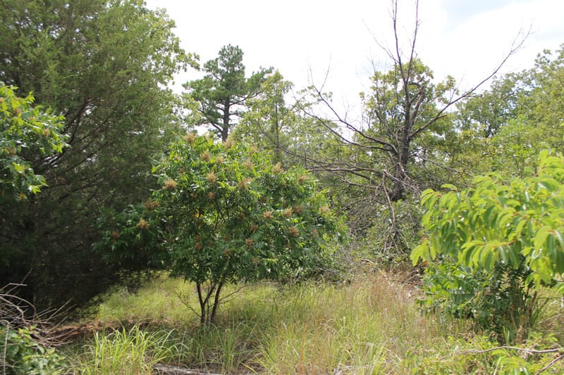 Trophy Ridge Phase III Tract 35 photo 6