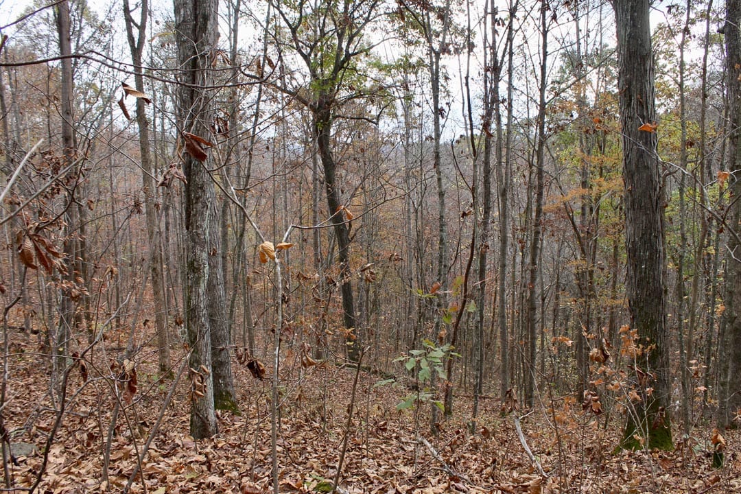 Autumn Ridge Tract 22 photo 3