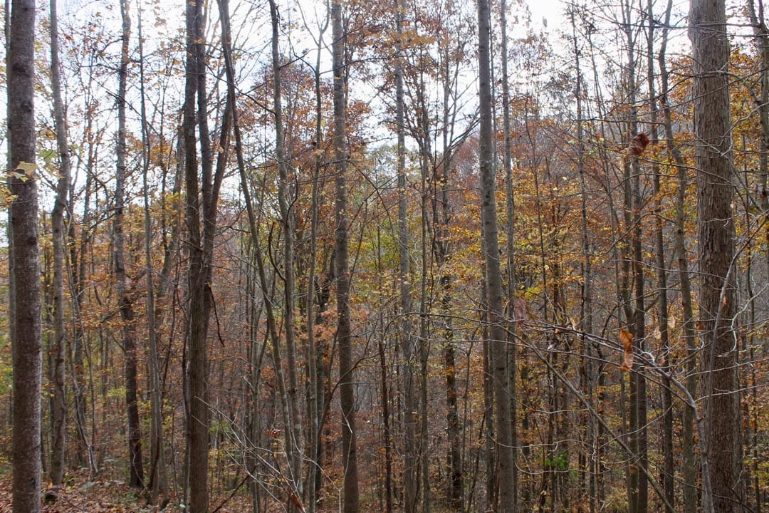 Autumn Ridge Tract 22 photo 8