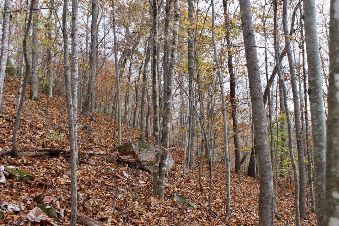 Autumn Ridge Tract 22 photo 9