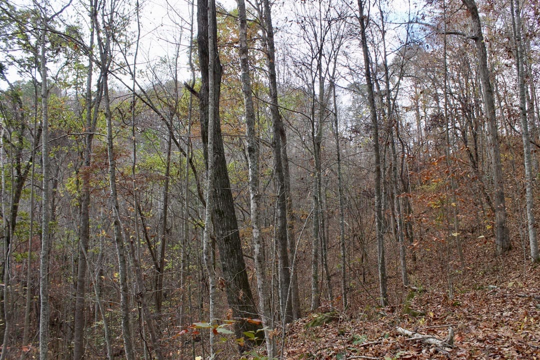 Autumn Ridge Tract 22 photo 10