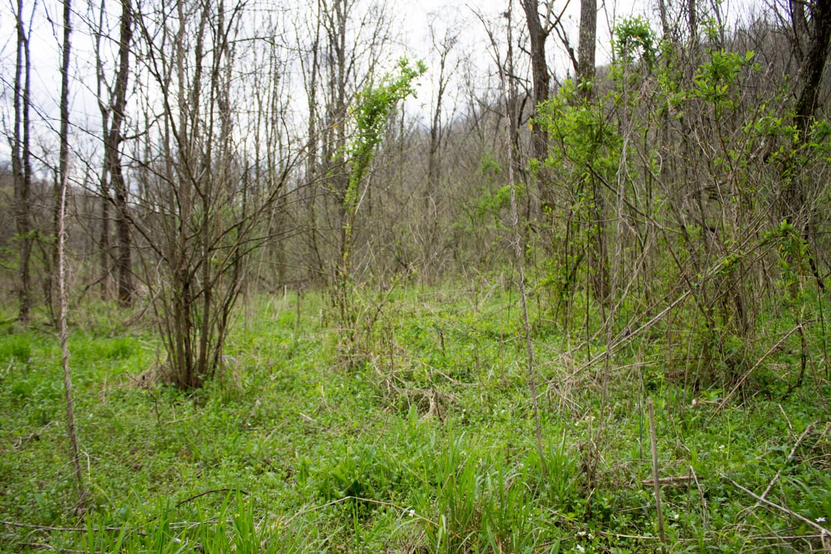 Chestnut Oak Ridge Tract 9 photo 1