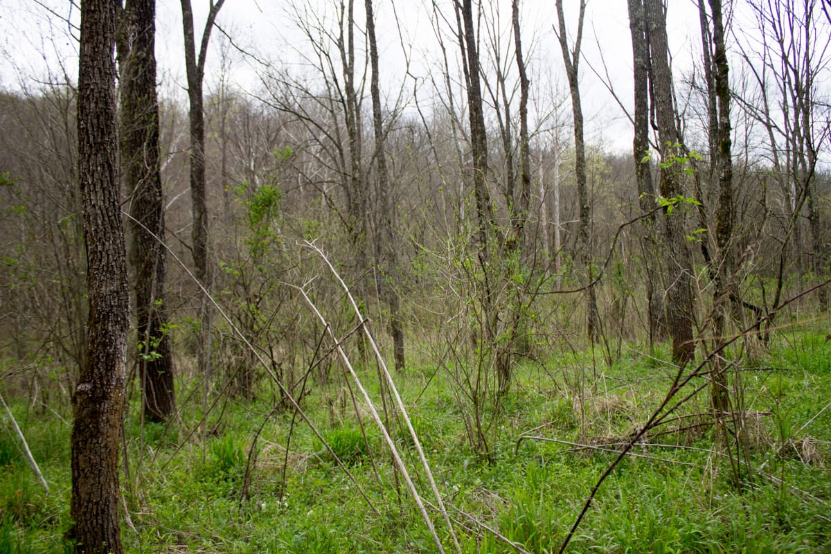 Chestnut Oak Ridge Tract 9 photo 2