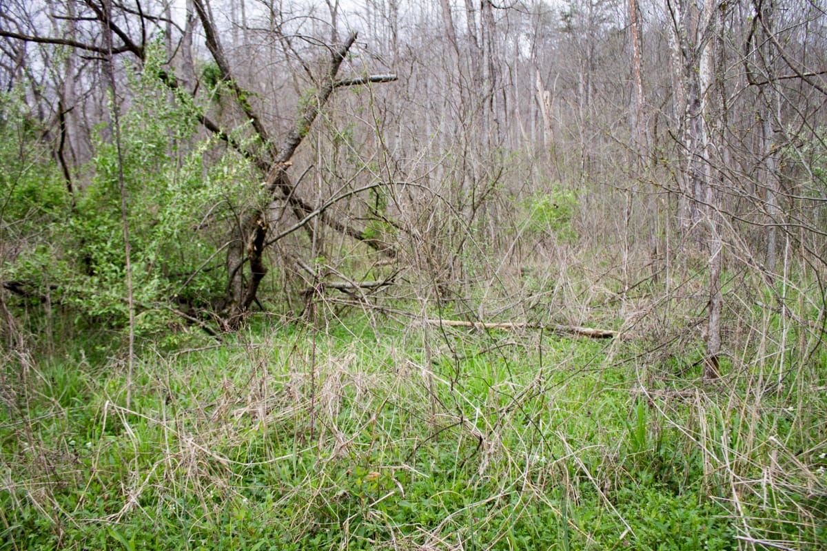Chestnut Oak Ridge Tract 9 photo 5