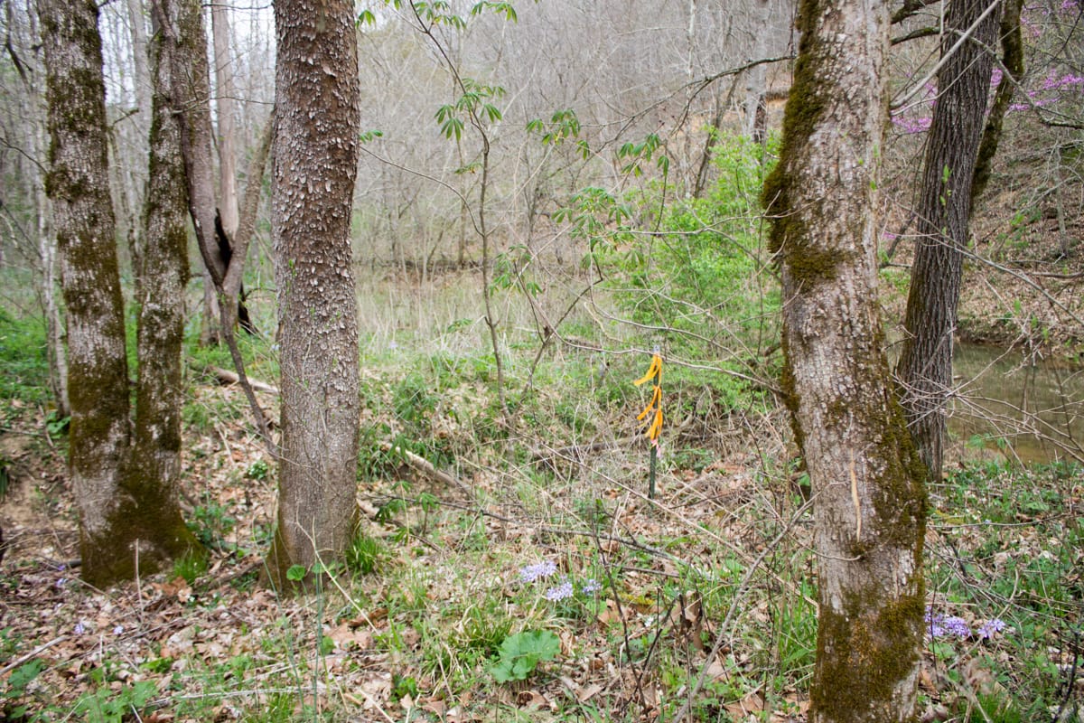 Chestnut Oak Ridge Tract 9 photo 9