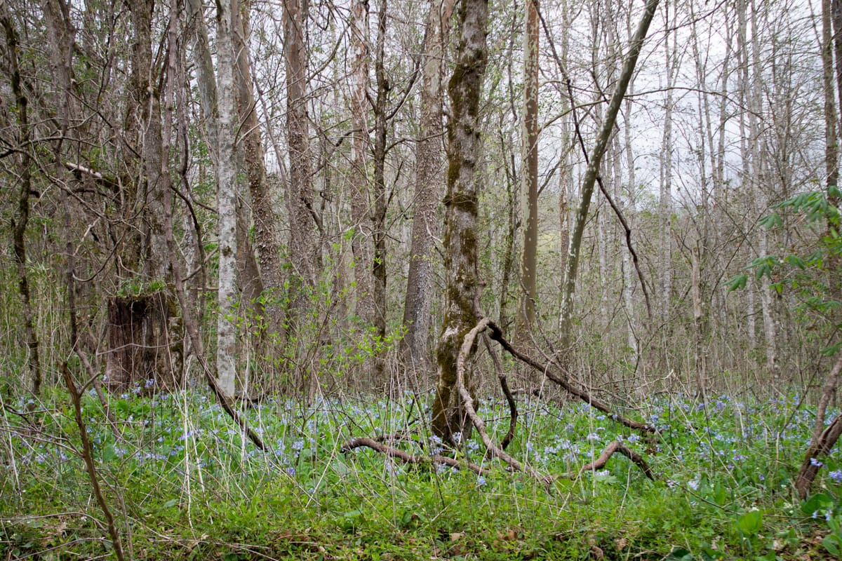 Chestnut Oak Ridge Tract 9 photo 15