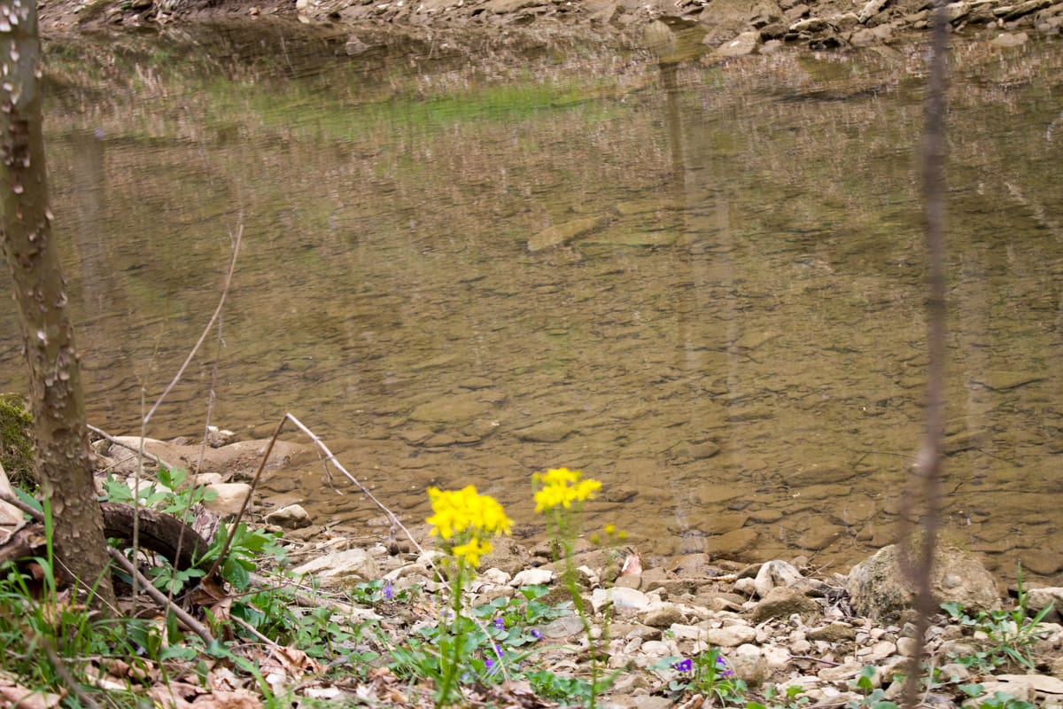 Chestnut Oak Ridge Tract 9 photo 16