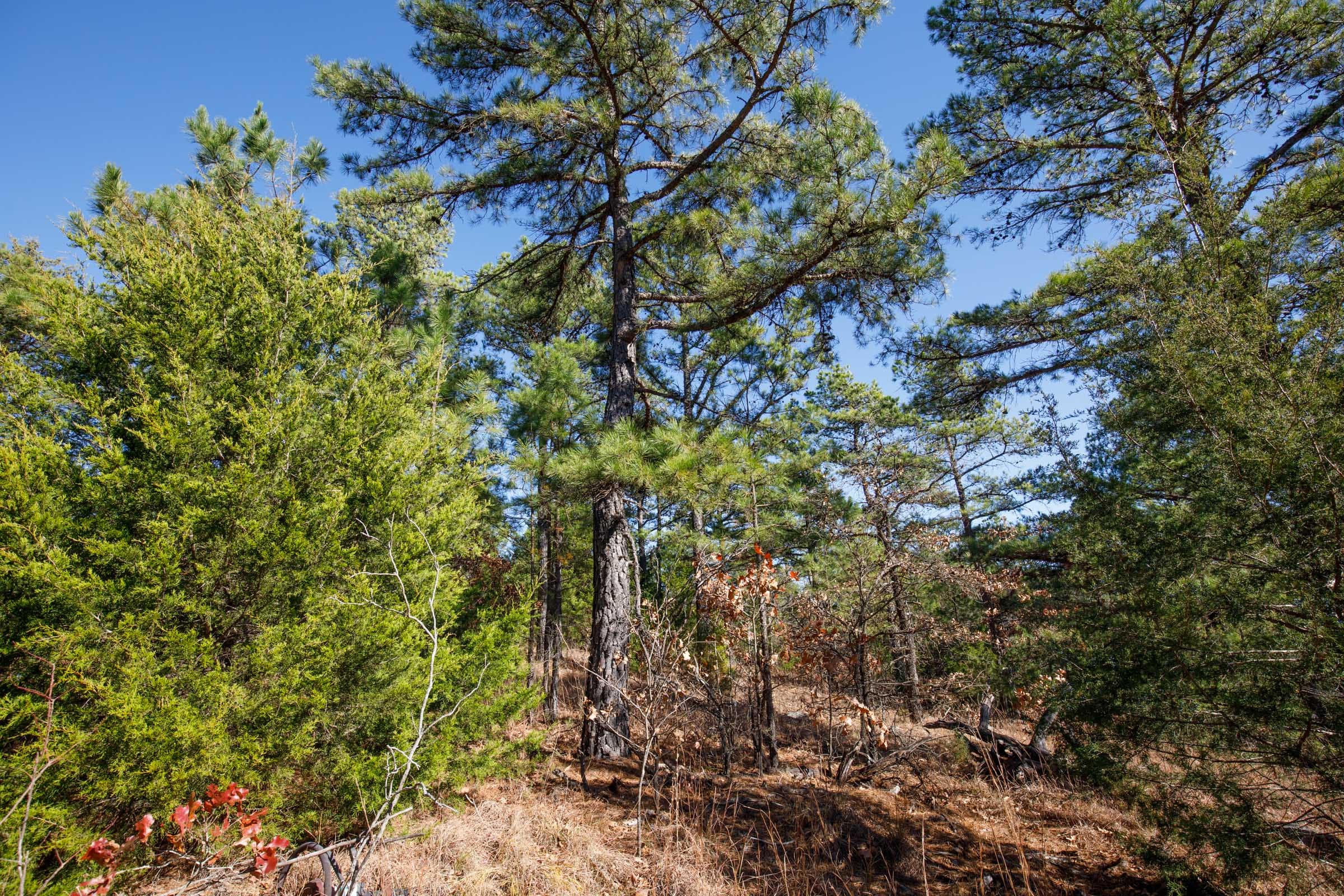 Stone Bridge Phase II Tract 76 photo 6