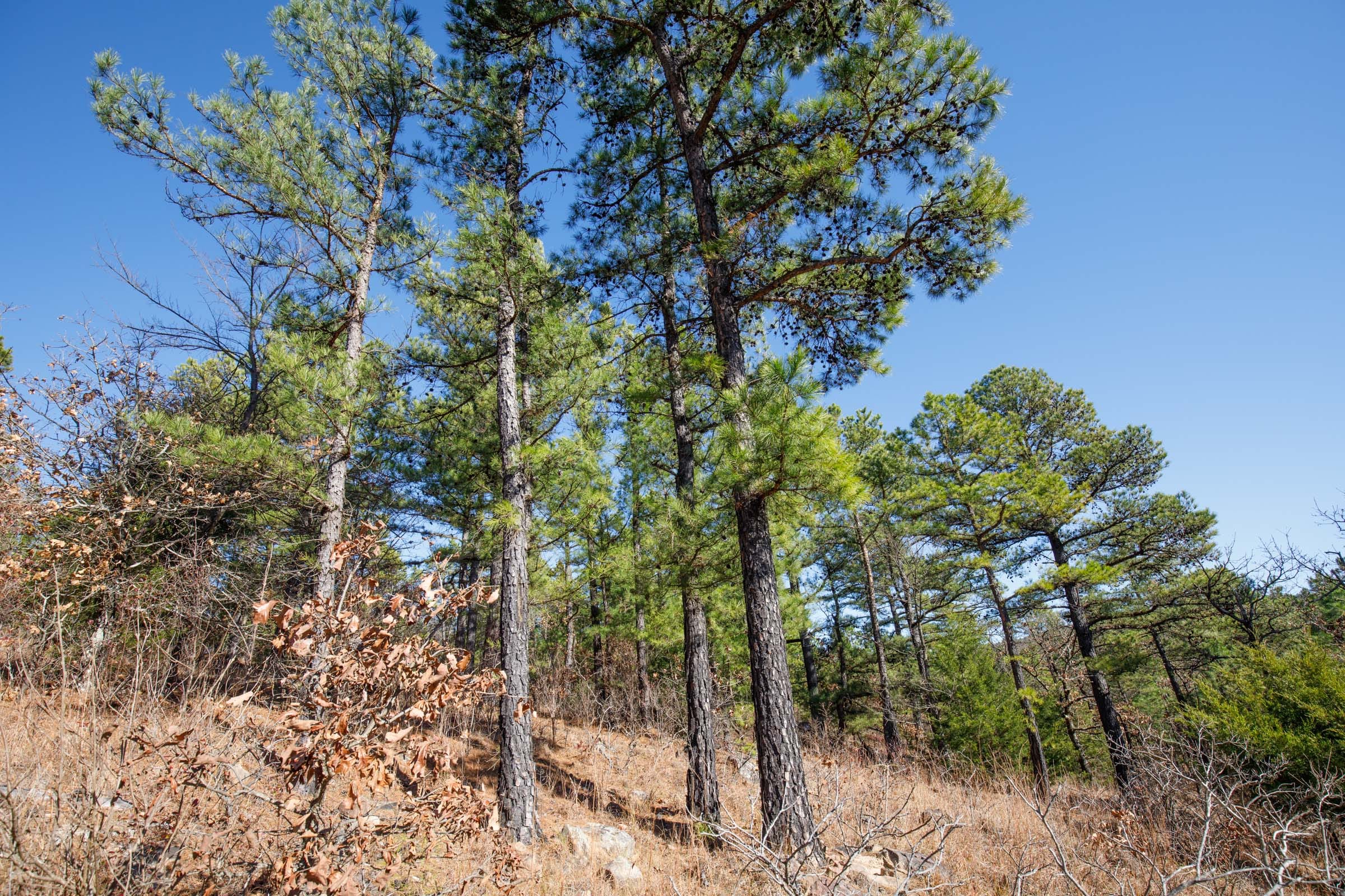 Stone Bridge Phase II Tract 76 photo 10