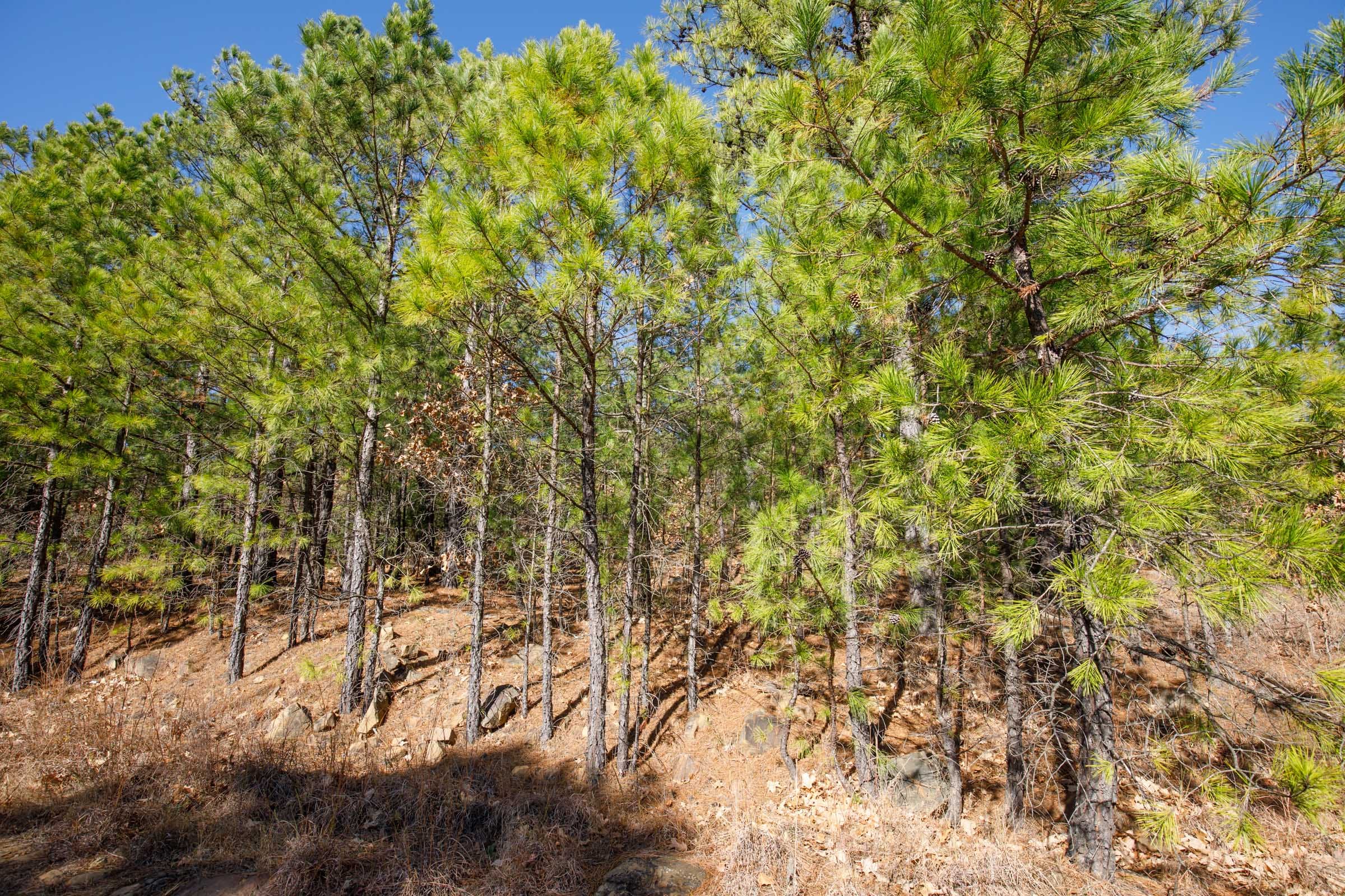 Stone Bridge Phase II Tract 76 photo 12